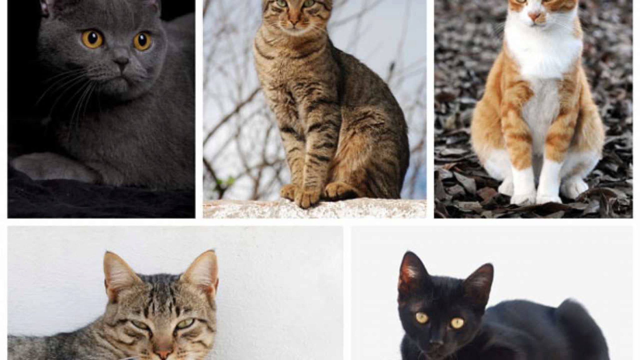 15 Razze Di Gatti Più Popolari