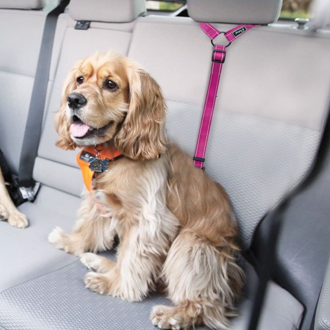 4 Migliori Cinture Di Sicurezza Per Cani Sicurezza Automobilistica Per Cani