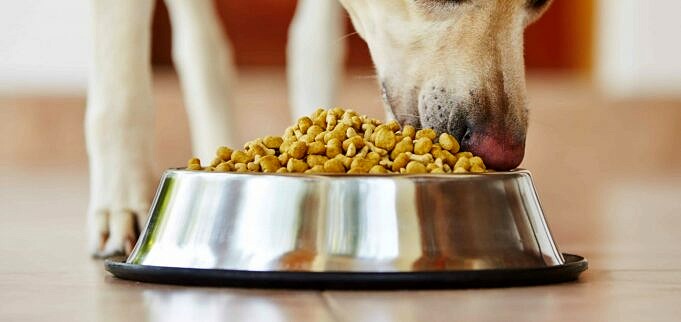 5 Alimenti Per Cani Di Qualita Umana Voti Mangia Che Invidierai