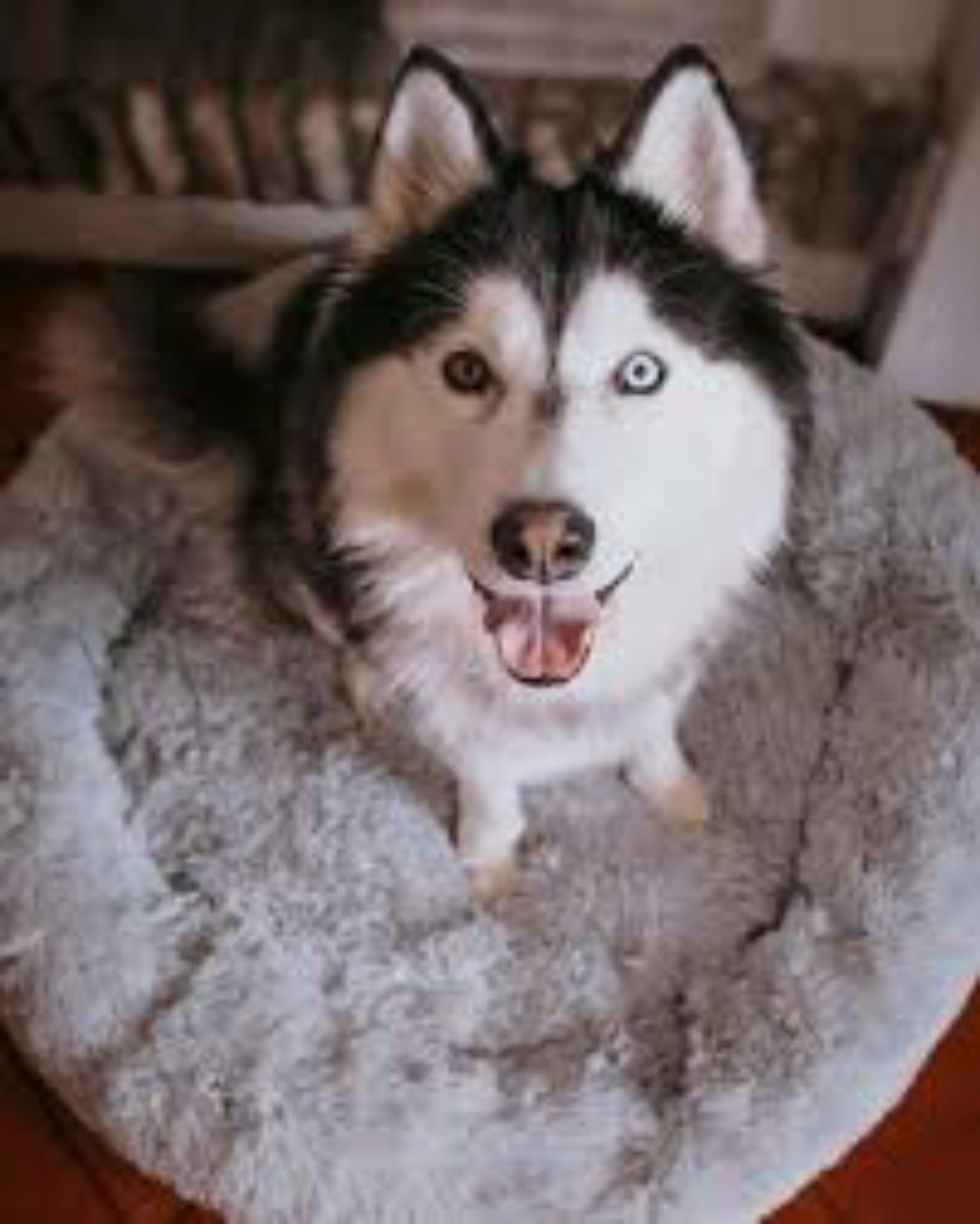 Coperta in morbido pile – Siberian Husky 150 x 200 cm adatta per divano o letto YISUMEI