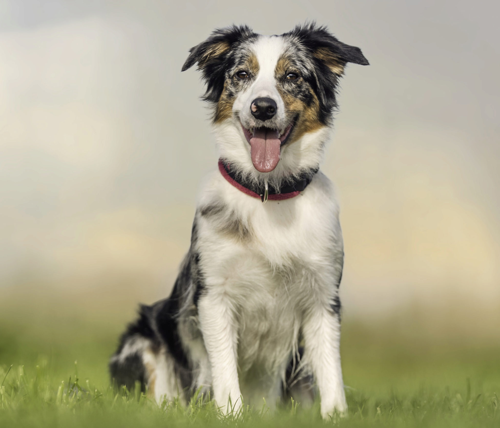 70 Disegni Di Cani Australiani Per Il Cucciolo Da Down Under