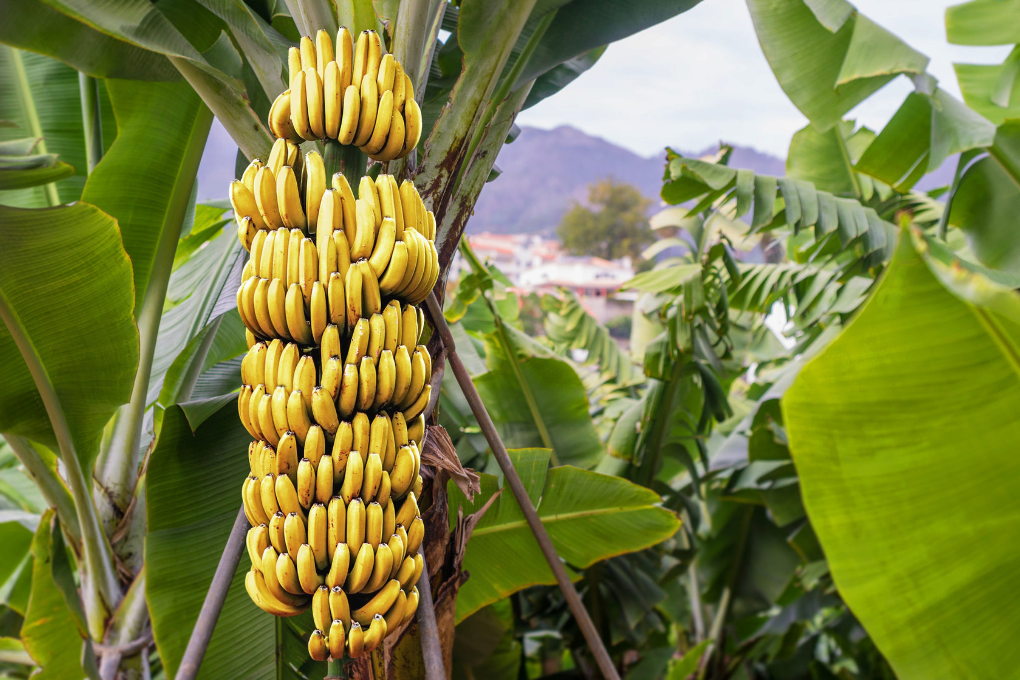 Banane In Crescita Come Coltivare Piante Di Banana E I Suoi Benefici.
