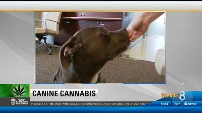 Cannabis Medica Per Cani e Unottima Idea e Puo Essere Legale