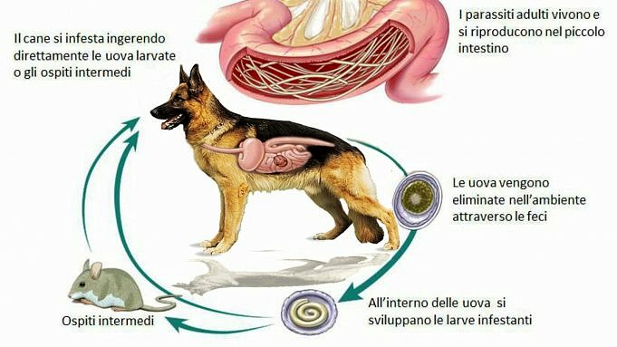 Ci Sono Alcune Cose Che Tutti Sanno Su Come Trattare L'anemia Nei Cani Che Tu Non Sai.