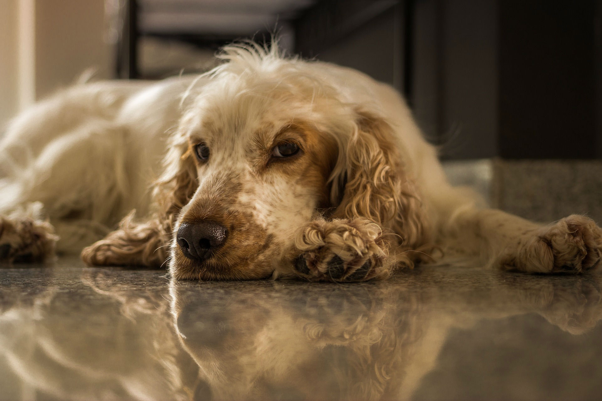 Clavamox Per Cani Effetti Collaterali Dosaggio E AltroEffetti Collaterali E Informazioni Sul Dosaggio