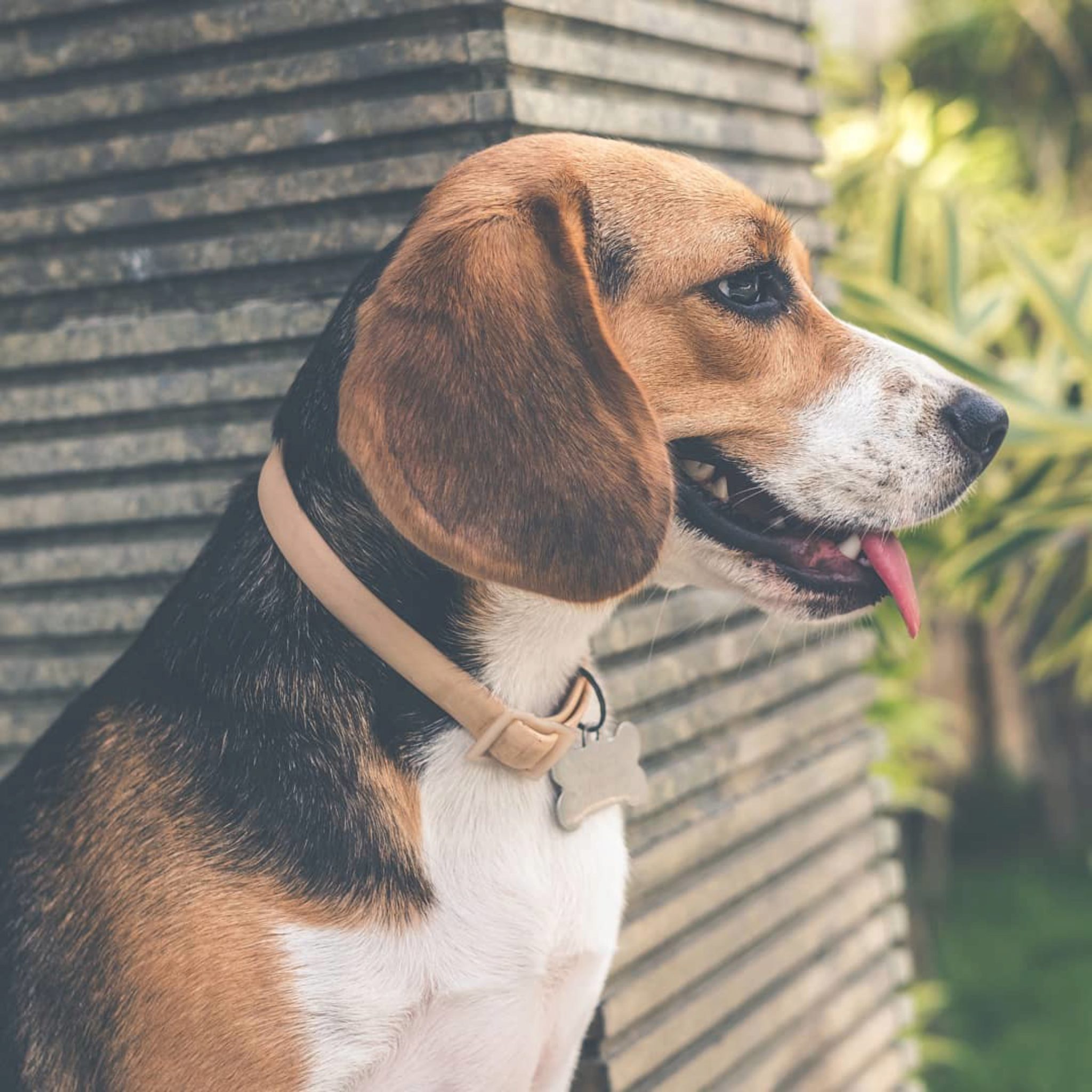 I Migliori Collari Antipulci Per Cani Recensiti