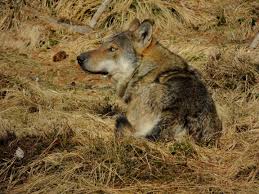 I Migliori Deterrenti E Repellenti Per Coyote Proteggi Il Tuo Cane Dai Coyote