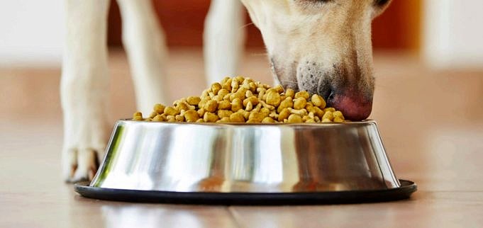 Il Miglior Cibo Per Cani Per La Degustazione Di Alimenti Per Diabetici