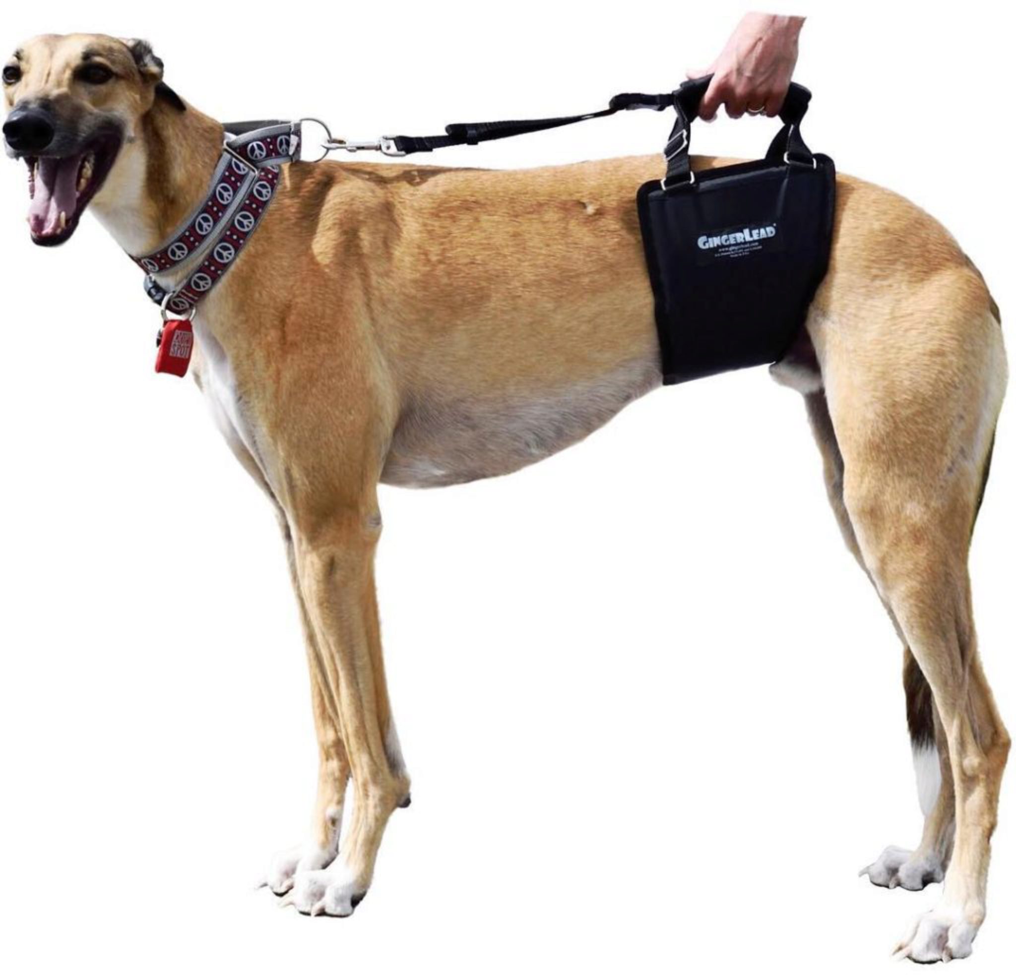 ThinkPet Guinzaglio per Cani Regolabile Resistente Senza guinzaglio di groviglio Guinzaglio Lungo Riflettente per Cane con Impugnatura Imbottita per Cani