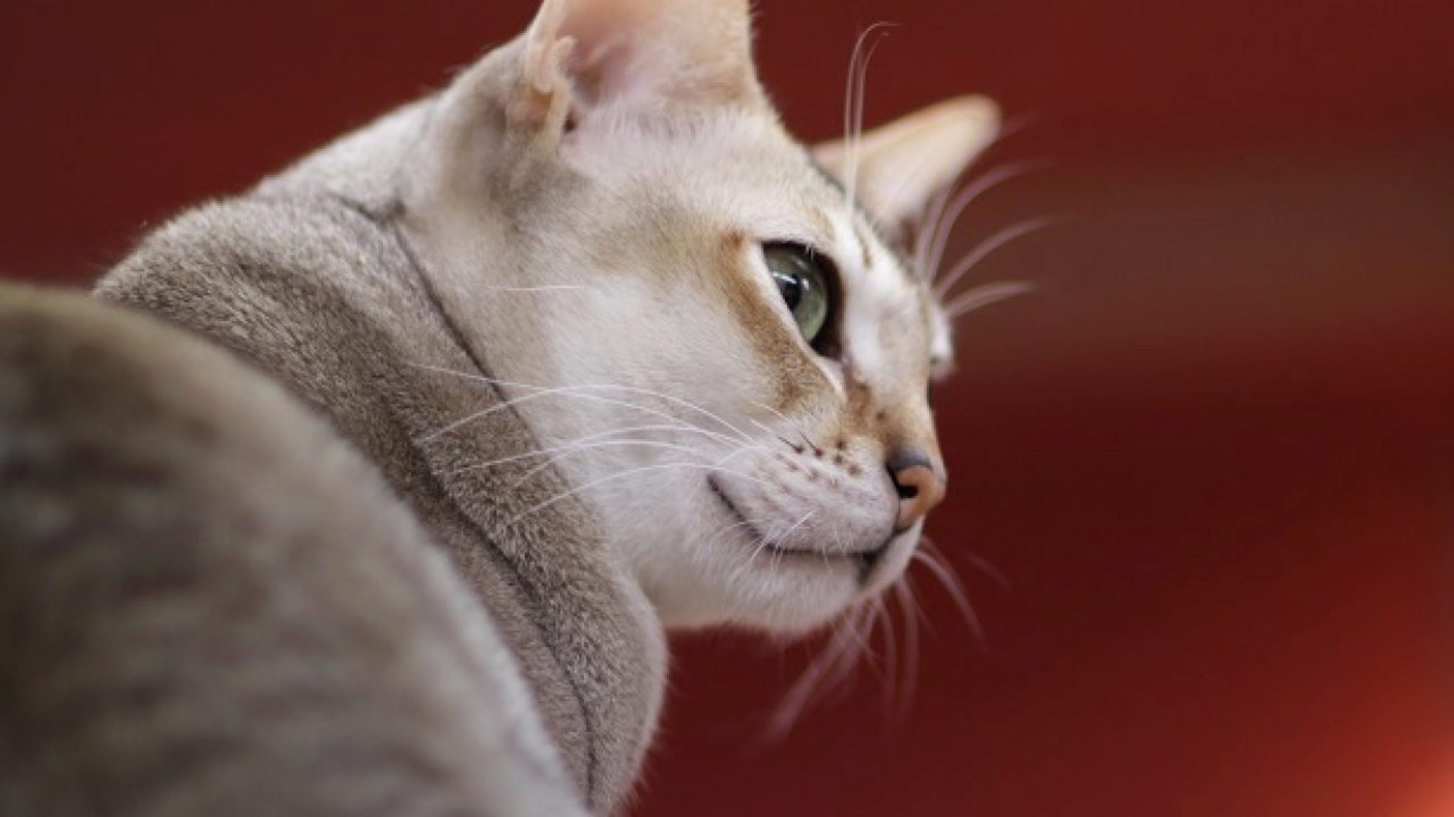Singapura Cat. Informazioni Caratteristiche E Fatti Sulla Razza Felina