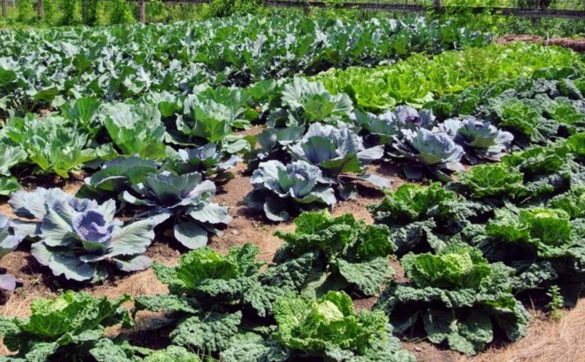 Come Piantare I Broccoli Nel Tuo Giardino Trucchi Per Prendersi Cura!