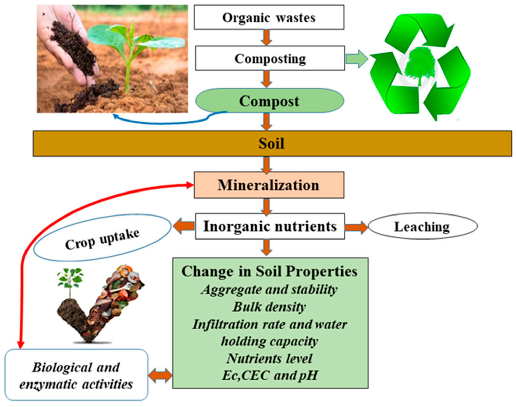 thedailygardener Compost VS Humus. Qual e La Differenza